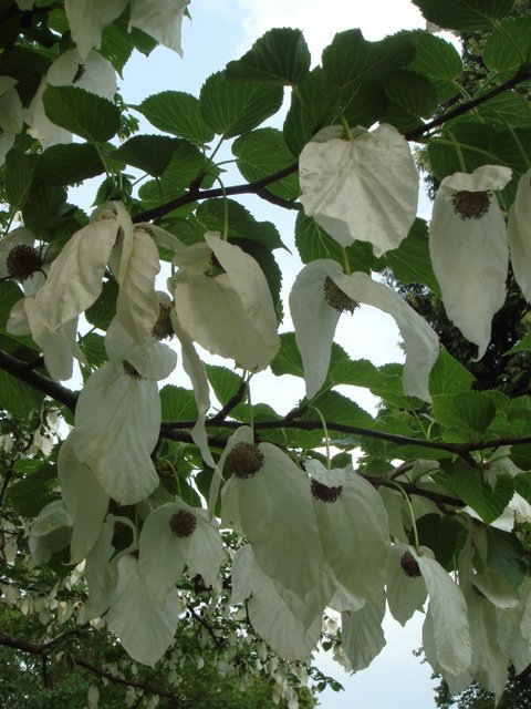 Davidia involucrata fleur